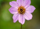 Jonathan Elliott_Cosmos Bipinnatus.jpg